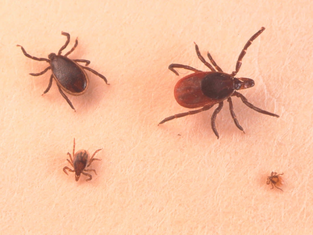 Adult ticks in close up (Getty)