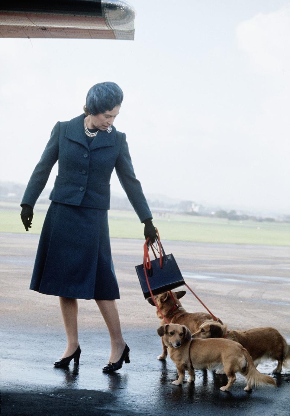 <p>Queen Elizabeth tries to wrangle three of her dogs into a plane.</p>