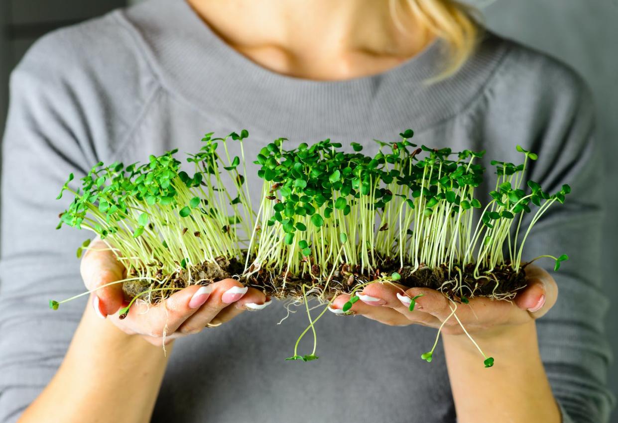 <a href="https://www.shutterstock.com/es/image-photo/microgreen-corundum-coriander-sprouts-female-hands-1269631057" rel="nofollow noopener" target="_blank" data-ylk="slk:smspsy/Shutterstock;elm:context_link;itc:0;sec:content-canvas" class="link ">smspsy/Shutterstock</a>