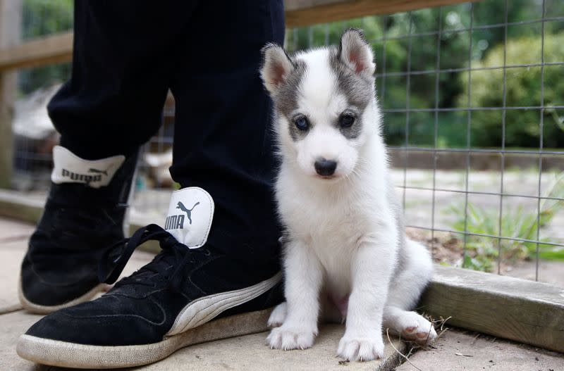 A five-week-old Siberian Husky sits next to the feet of breeder Stephen Biddlecombe at his home, in Tonbridge