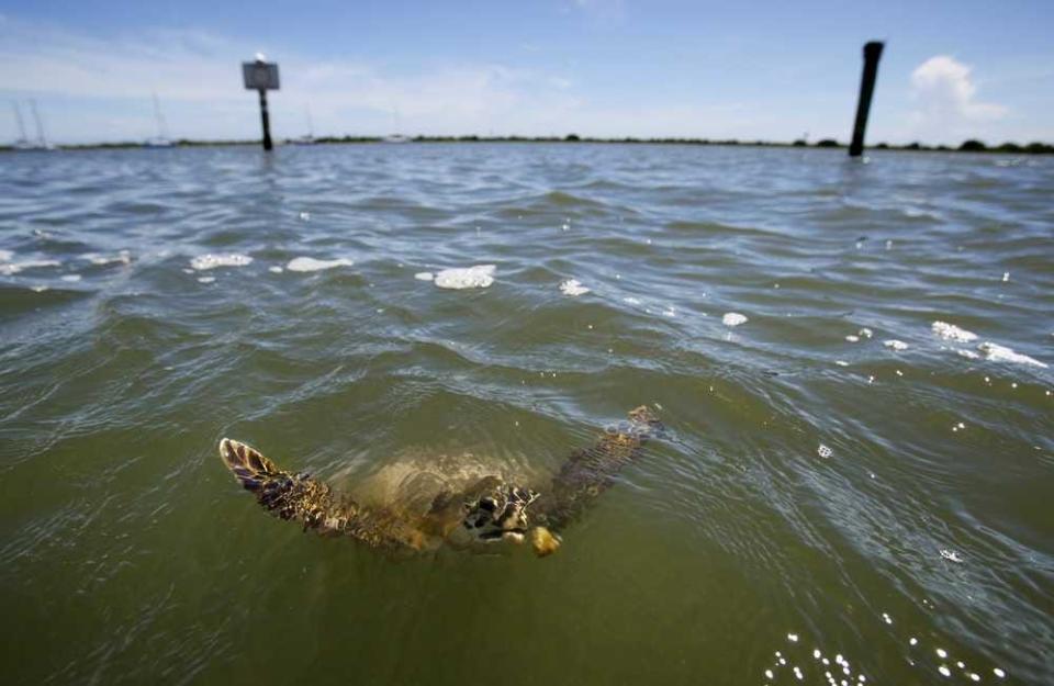 A sea turtle surfaces looking for possible food.