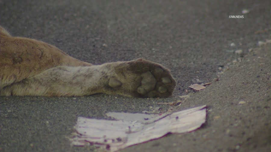 A mountain lion was killed on the 101 Freeway early Saturday, June 15, 2024. (KNN)