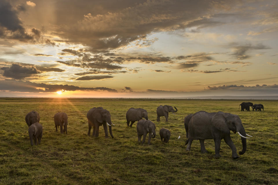 A herd of African elephants walks at sunset across the plains of Africa.