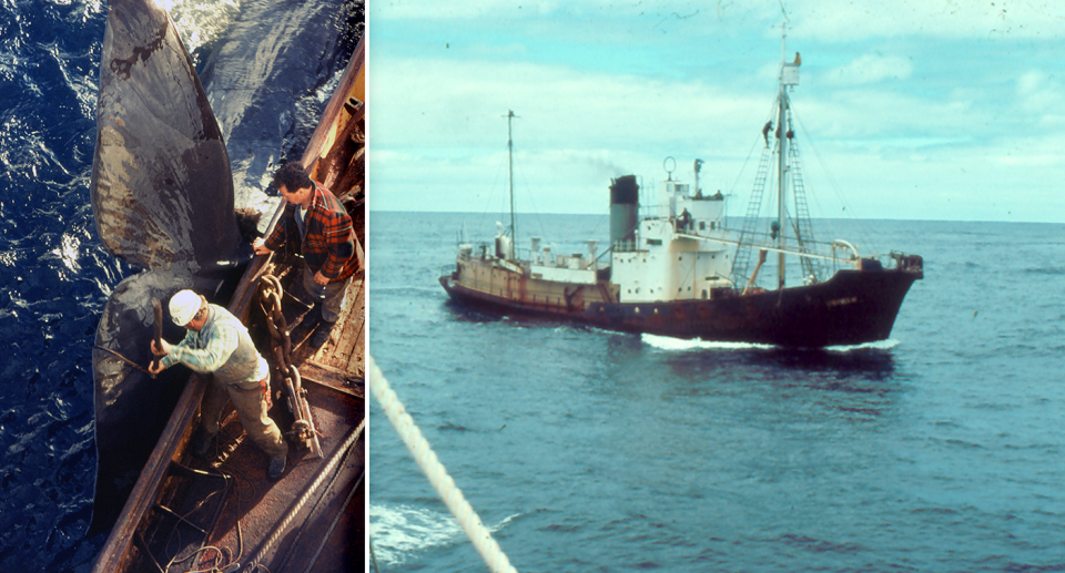 Left - A large whale tail and a whaler on a ship in Western Australia. Right - The Cheynes whaling boat.