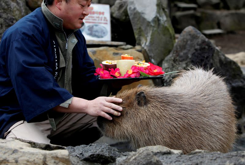 A zookeeper pats a capybara as he prepares to give the capybaras some vegetables at Izu Shaboten Zoo in Ito