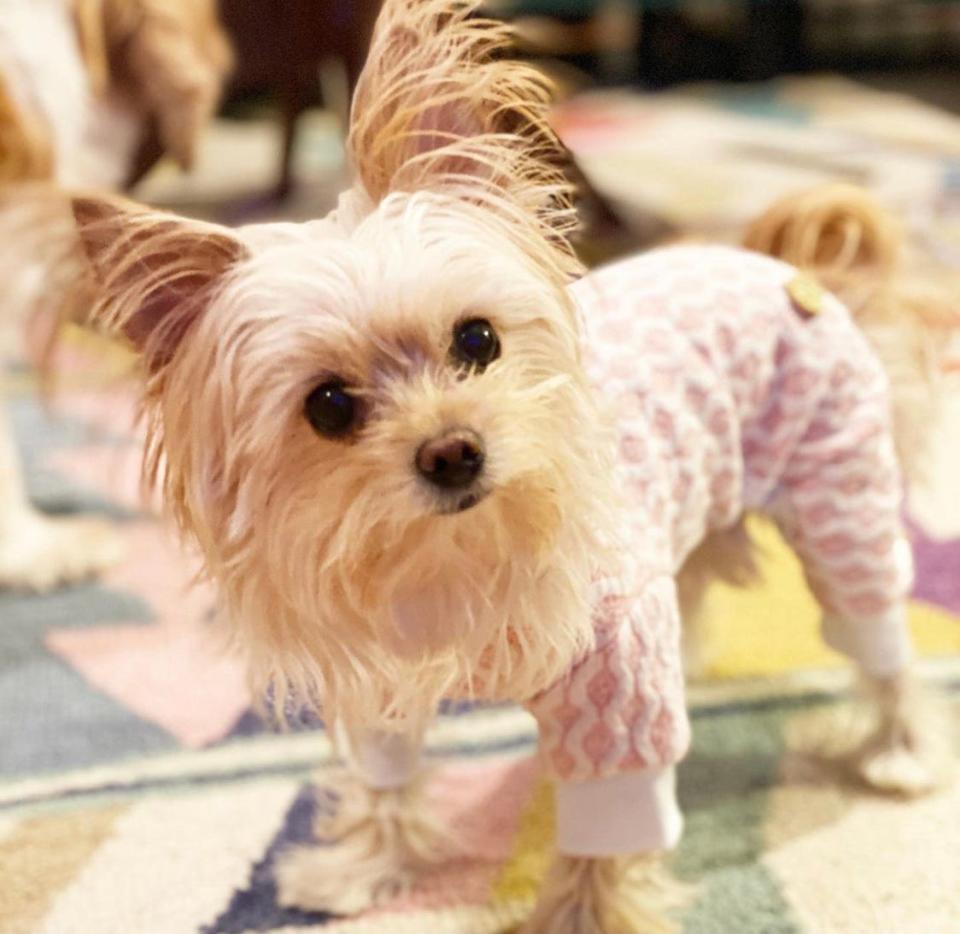 Poppy the Yorkie walking around in her new pajamas during winter 2020.