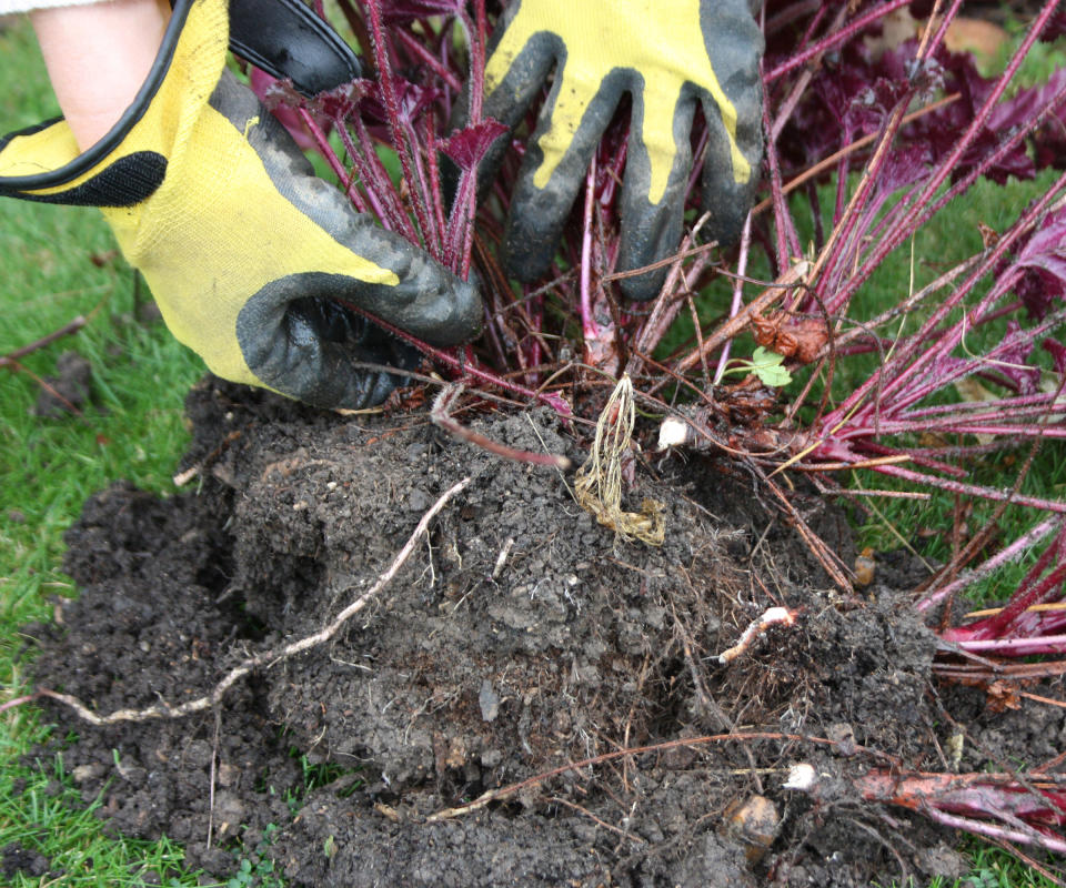 Dividing a woody heuchera