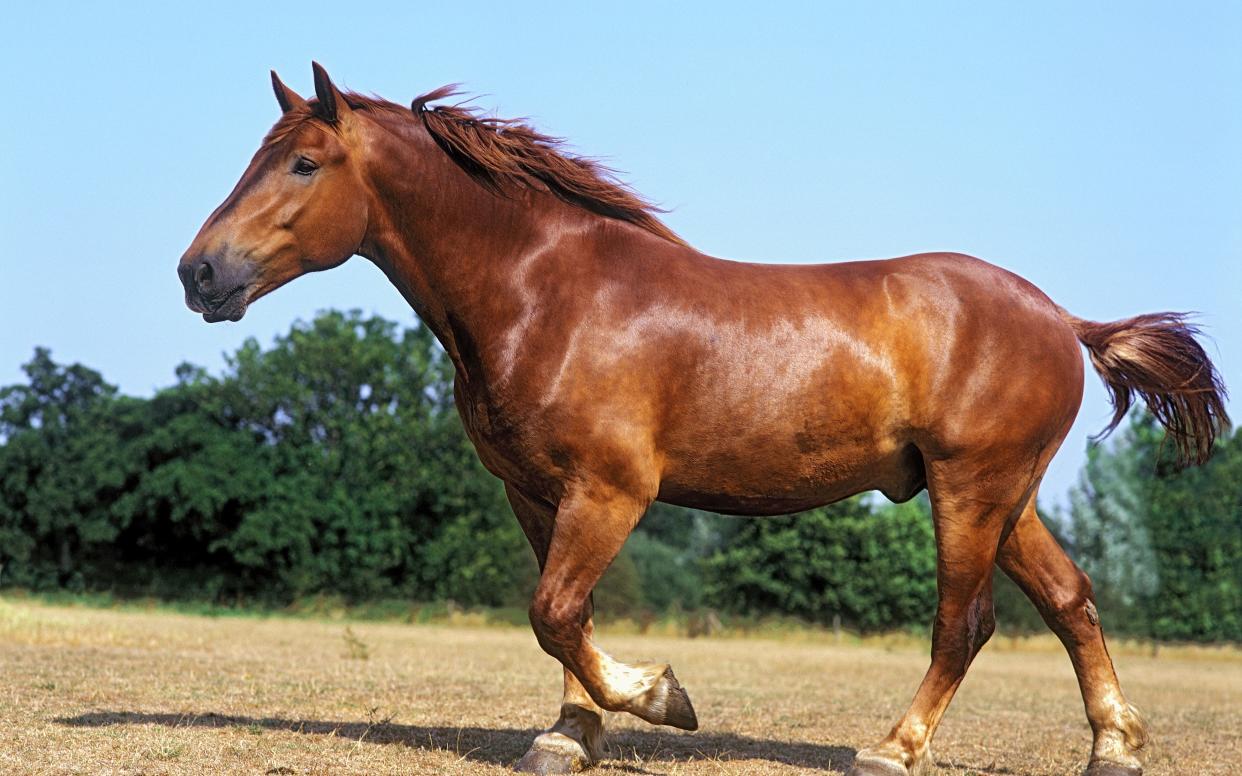 A Suffolk Punch stallion 