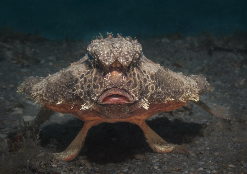 A close-up of a grumpy-looking fish underwater, showcasing its unique, flattened body and protruding, lip-like mouth