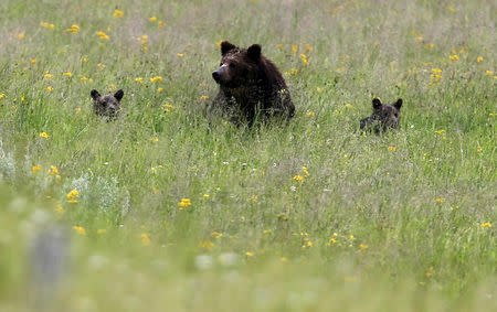 FILE PHOTO: A grizzly bear and her two cubs is seen on a field at Yellowstone National Park in Wyoming, U.S., July 6, 2015. REUTERS/Jim Urquhart/File Photo