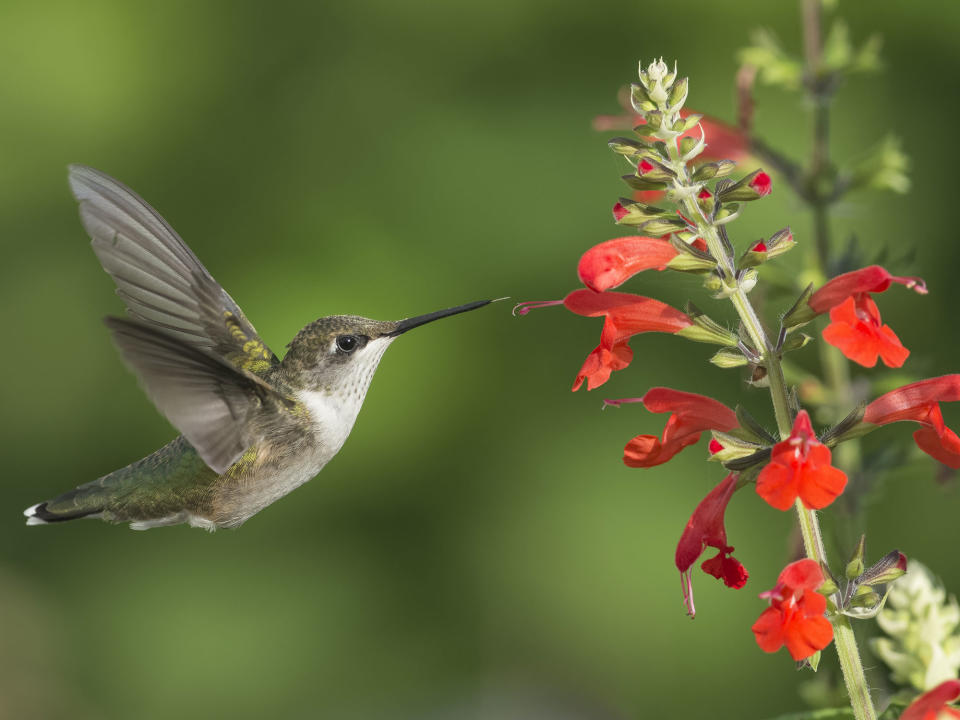 hummingbird on salvia