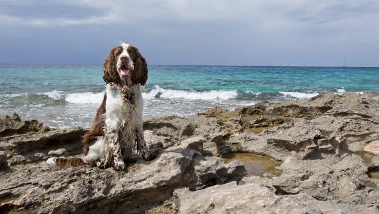 English Springer Spaniel Buried Under Rocks on San Francisco Beach Rescued After Being Spotted by Jogger