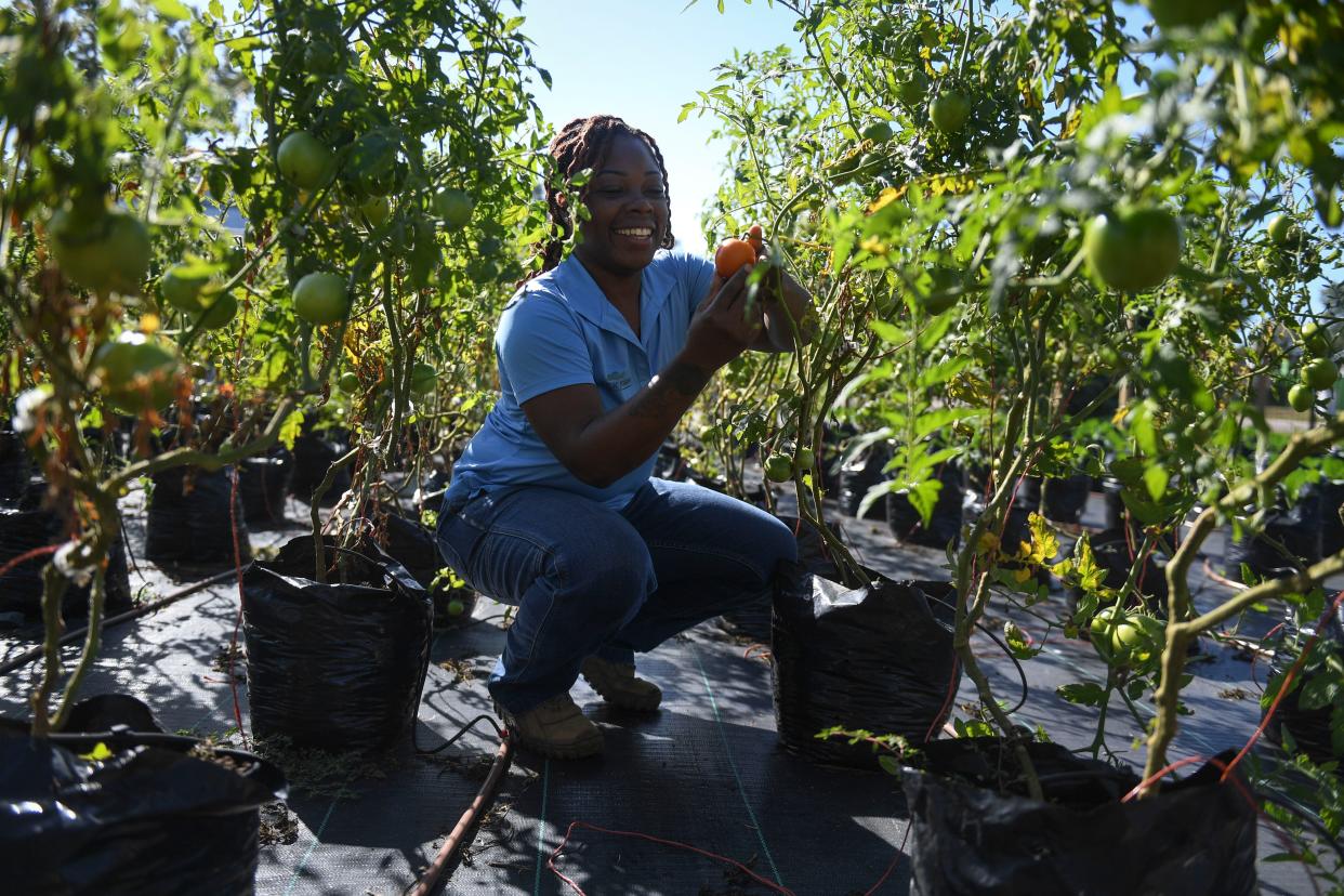 Lashawndra Robinson with Black Farm Street takes care of tomato plants at their farm off Olive Road on Thursday, Oct. 26, 2023.