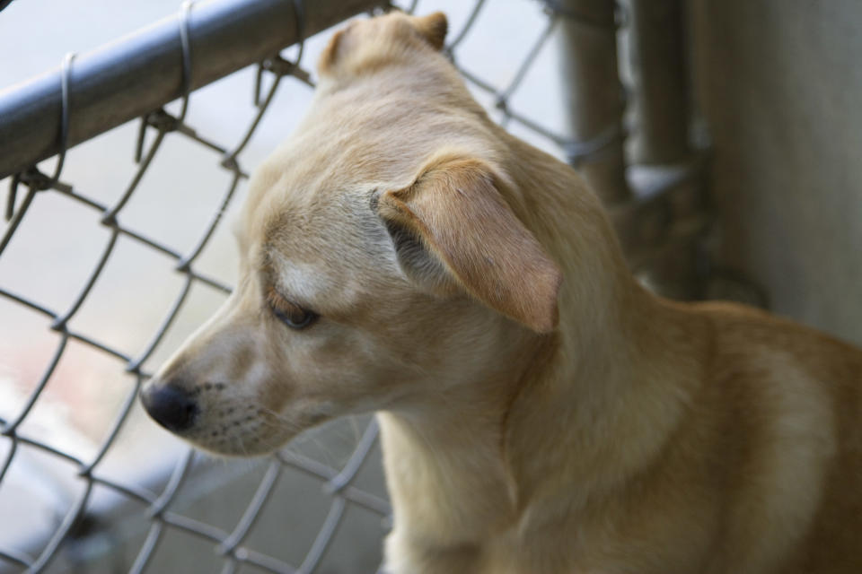 No matter what this adorable puppy is thinking about, one thing is for sure -- we just want to give him a hug.  (<a href="http://www.flickr.com/photos/rmcnicholas/5153454980/">Image via Flickr</a>)