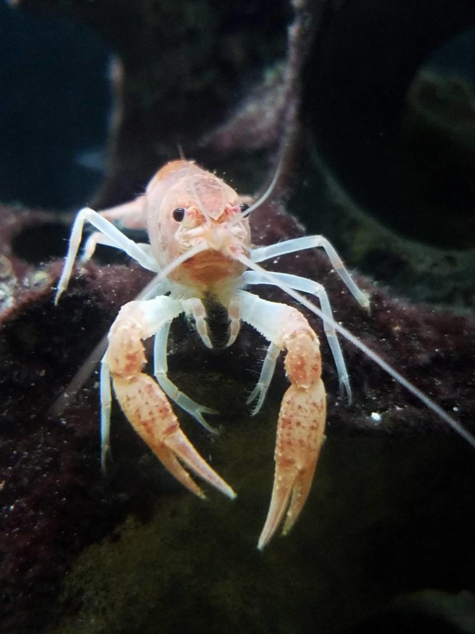 The Miami cave crayfish is a rarely seen crustacean that lives below ground in the Biscayne Aquifer.