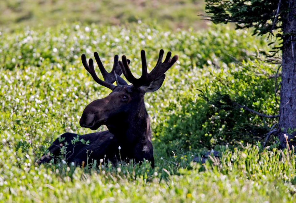 FILE - This Aug. 1, 2009 file photo shows a moose resting in the shade under an evergreen tree in Medicine Bow National Forest, twelve miles west of Centennial, Wyo. Never approach moose. They might seem as mellow as Bullwinkle but number among Wyoming’s most dangerous wildlife. A 1,000-pound bull during mating season has no sense of humor. (AP Photo/Laramie Boomerang, Andy Carpenean, File)