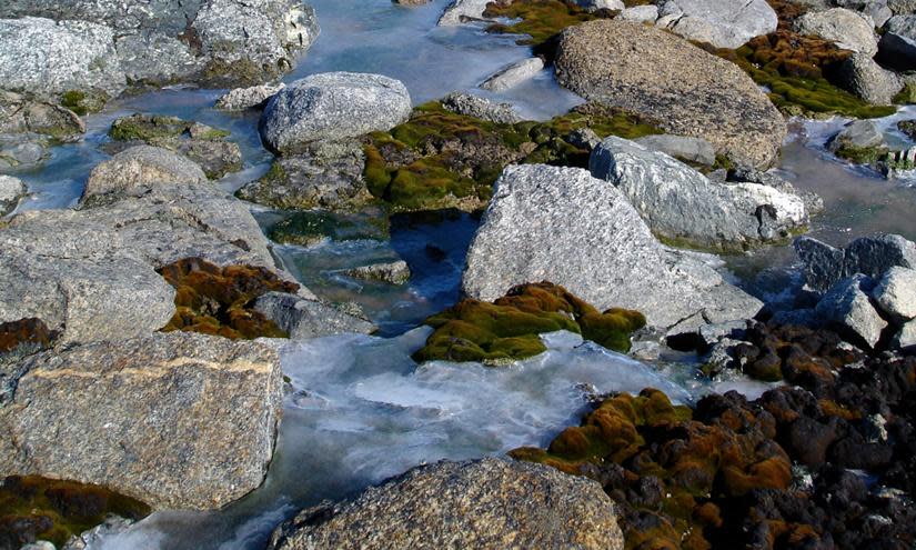 <span>Mosses emerging from ice in Antarctica.</span><span>Photograph: Sharon Robinson</span>