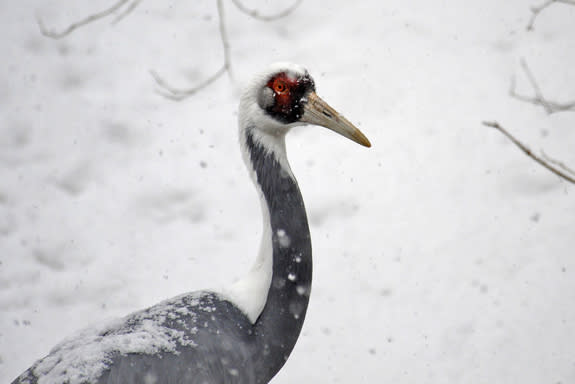 Tall and regal, white-naped cranes are migratory birds found in Russia, China, Mongolia, and North and South Korea. They are considered a conservation priority for WCS's program in Mongolia, where the birds face serious threats that include agr