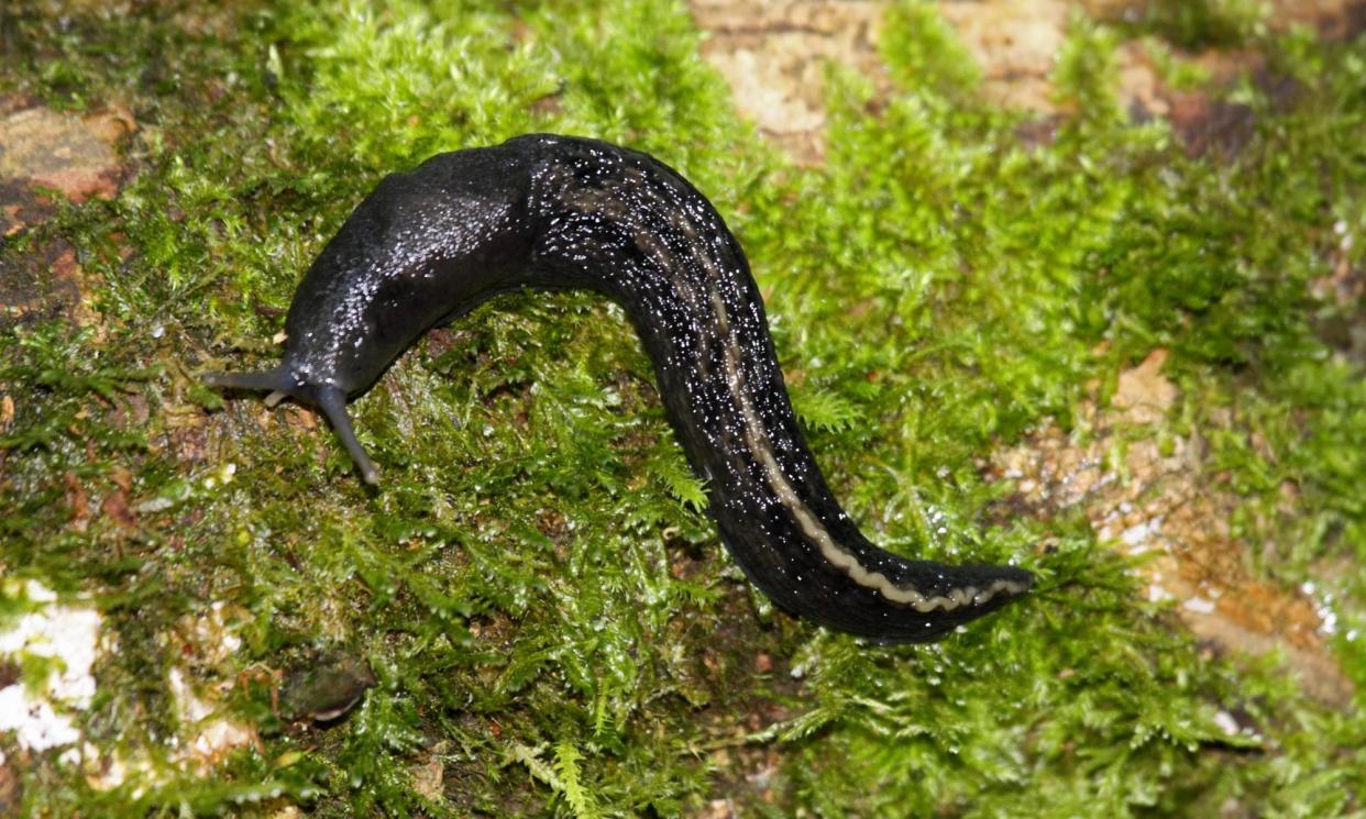 <span>In recent years, the RHS has started urging its trowel-wielding members to treat slugs and snails as friends.</span><span>Photograph: Doug McCutcheon/Alamy</span>