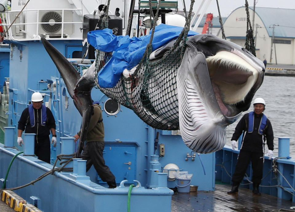 A captured Minke whale is unloaded at a port in Kushiro, Hokkaido on Monday. Source: Kyodo/Reuters