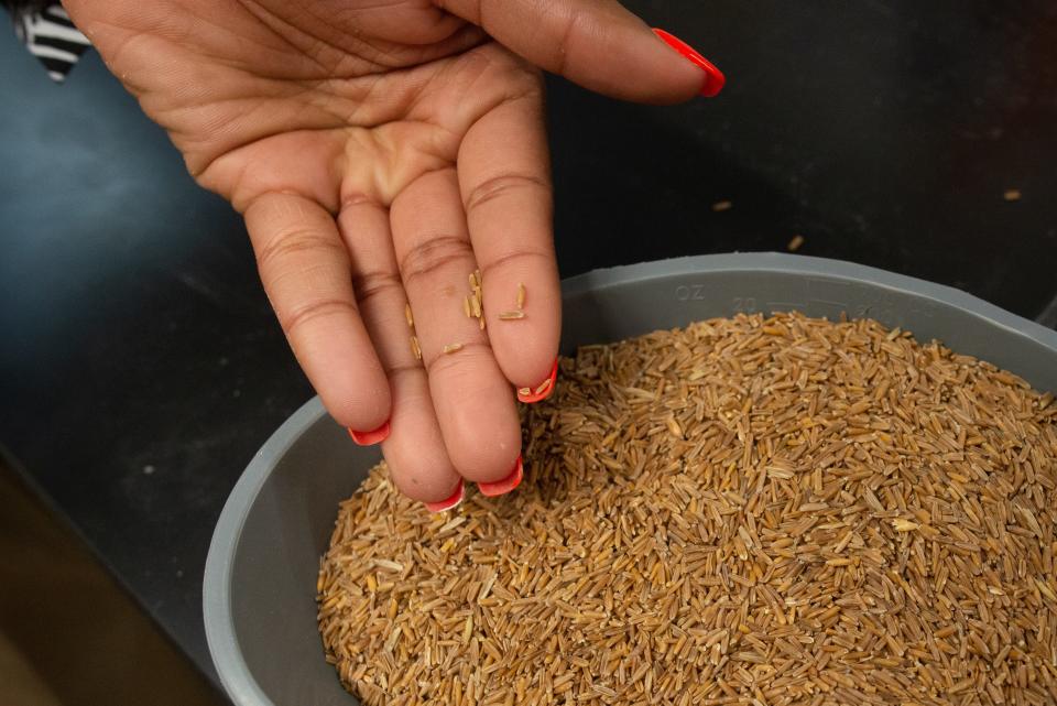 Samples of Kernza, a new perennial grain grown in Kansas, are shown by Kayla Adams as she explains the process of researching the unique grain at Kansas State University.