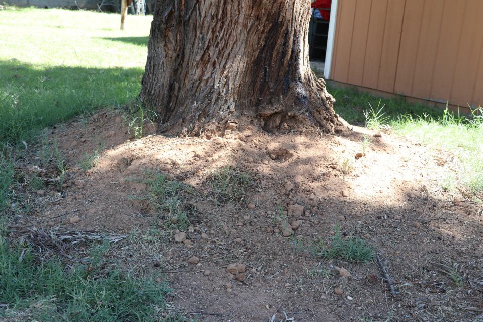Pocket gophers have begun burrowing under a tree in Lori Dunkel’s large yard in Glendale. The rodents have already killed a couple of her trees.