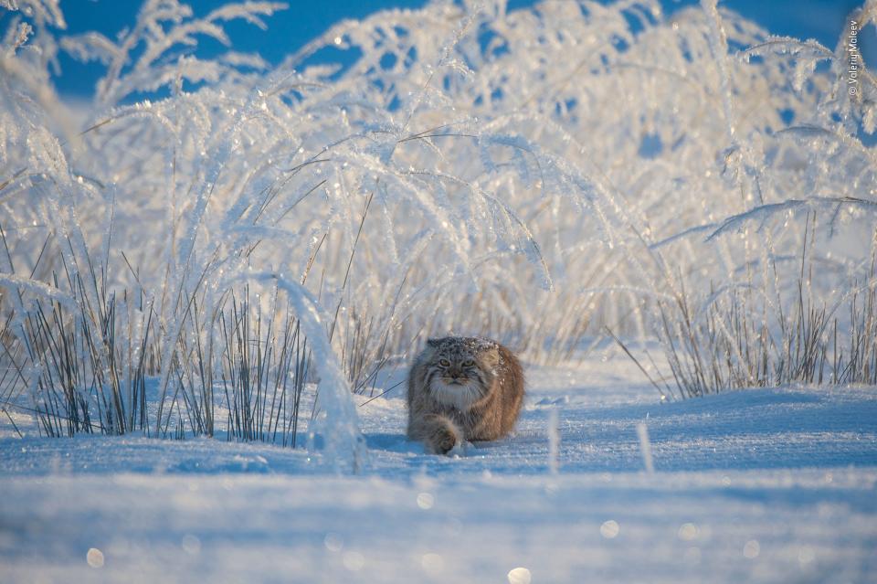 © Valeriy Maleev   Wildlife Photographer of the Year 2