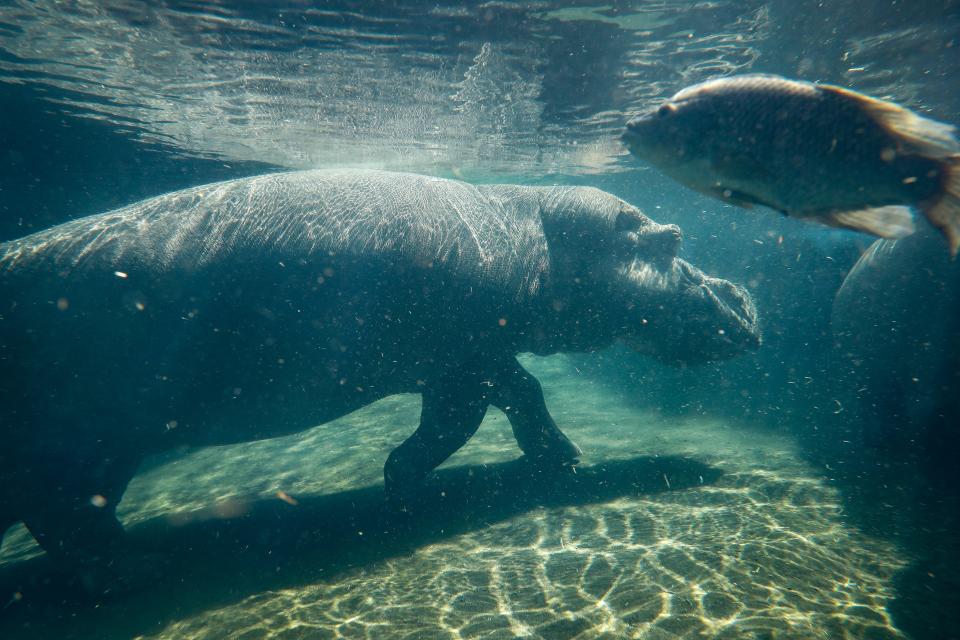 Fiona's mother Bibi when she was pregnant - Credit: AP Photo/John Minchillo