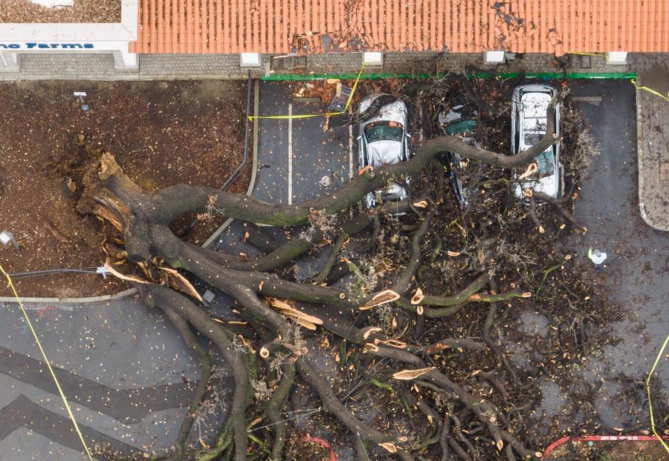 An aerial view of a tree fallen onto cars.