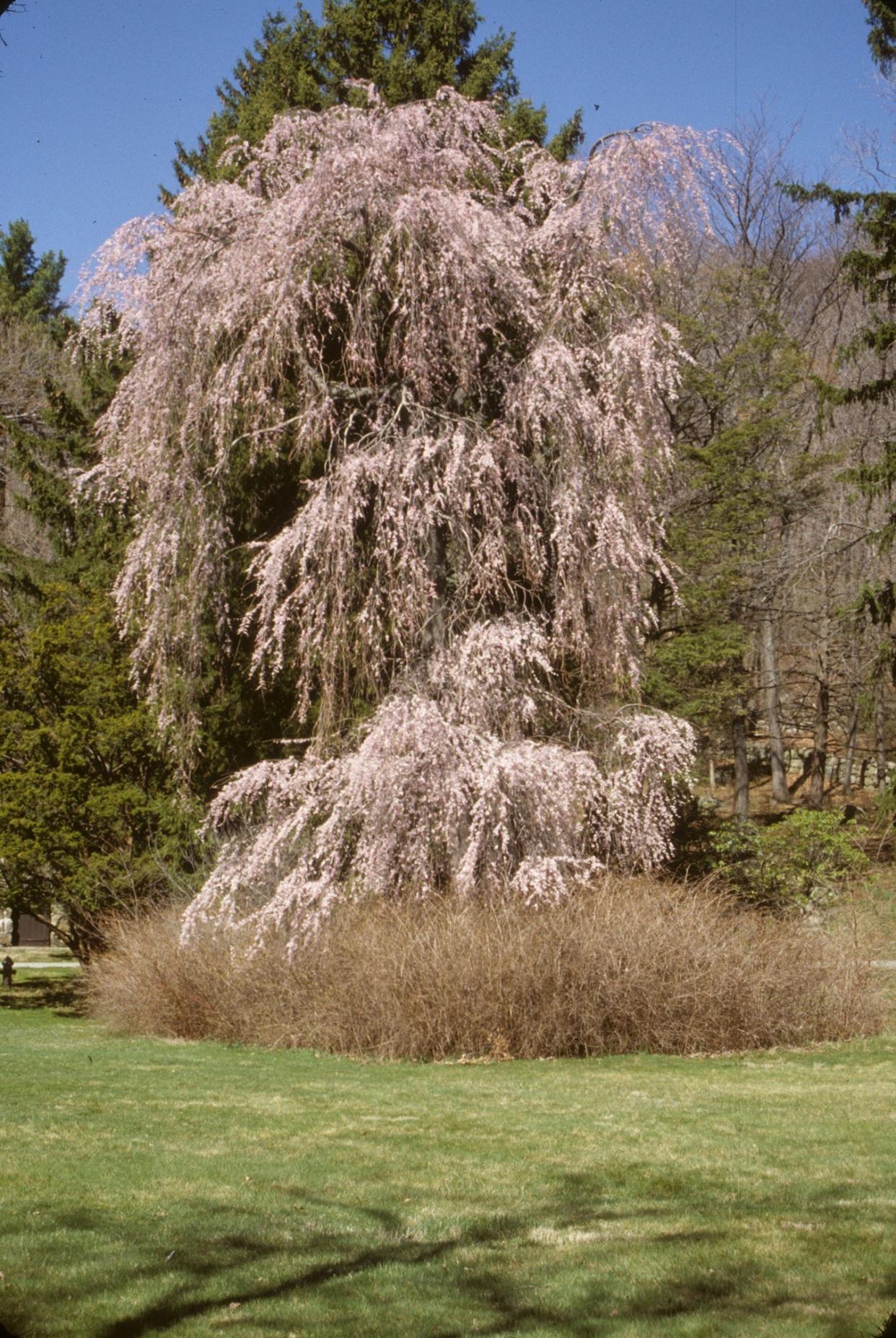 A weeping cherry tree at the New Jersey Botanical Garden in Ringwood.