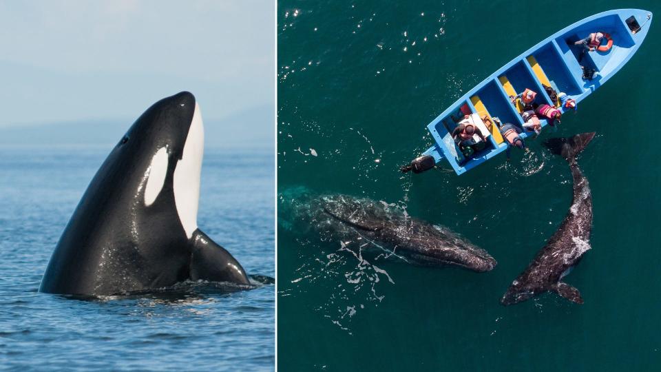 Orca; Gray whales swimming beside boat