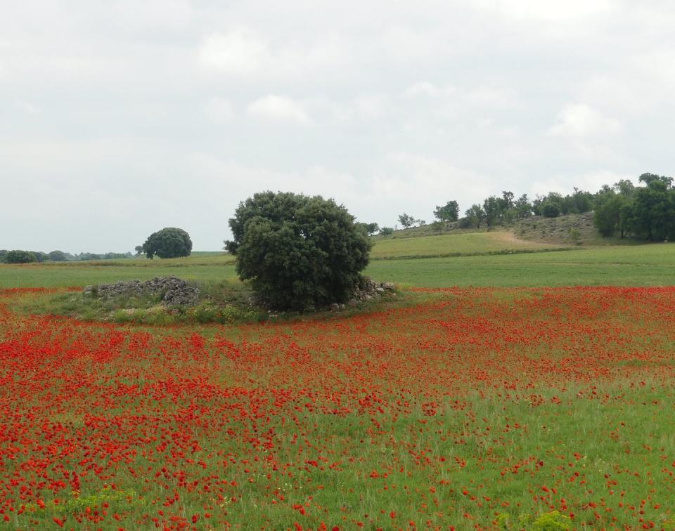 <span class="caption">Paisaje agrícola de cereal extensivo en mosaico, que alberga altos niveles de diversidad y sus servicios ecosistémicos asociados en la Mancha conquense.</span> <span class="attribution"><span class="source">M.Díaz</span></span>