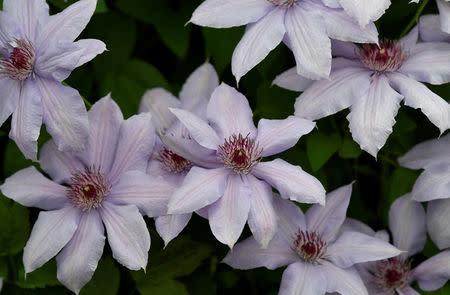 A display of Clematis is seen at the RHS Chelsea Flower Show in London, Britain, May 21, 2018. REUTERS/Toby Melville