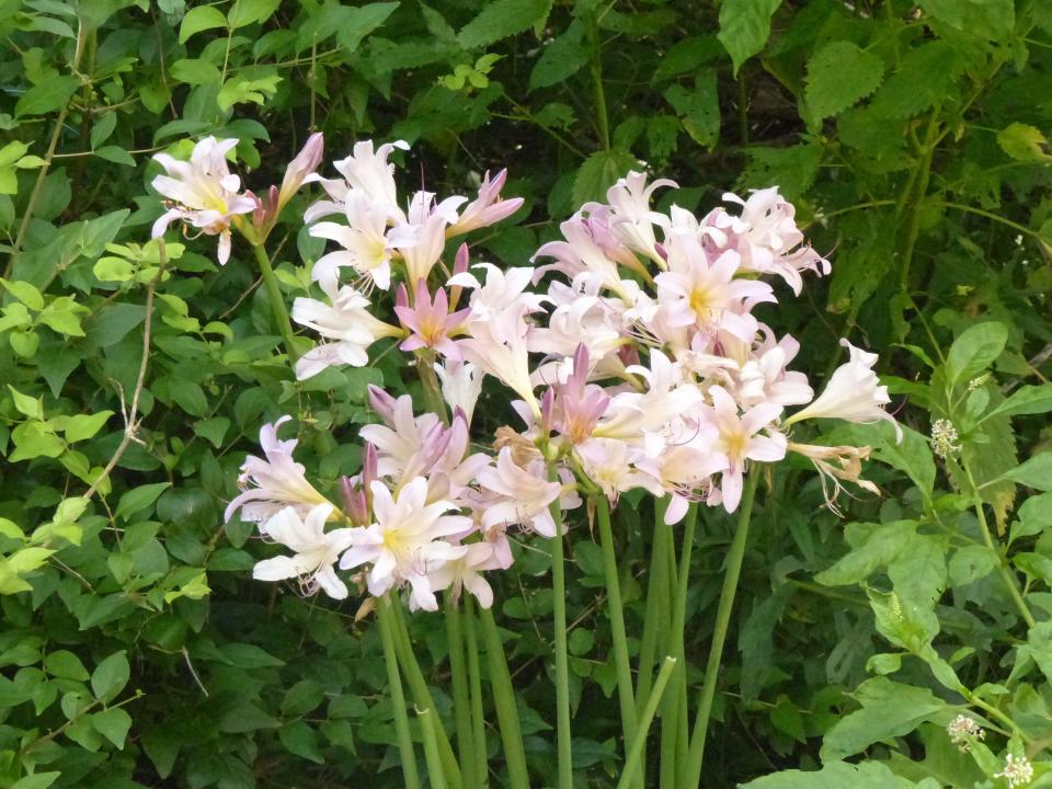 True Amaryllis belladonna, naked ladies