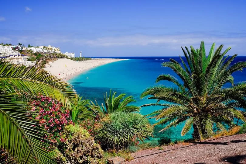 Photo shows beach with palms