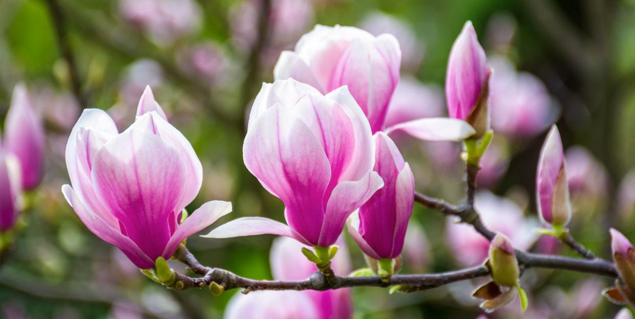 magnolia flower blossom in spring