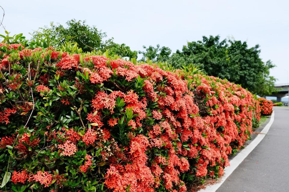 一整排的矮仙丹花朵盛開。   圖：新北市水利局/提供