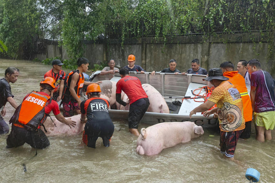 Rescuers carry pigs inside boats along floodwaters caused by Typhoon Doksuri as they evacuate them to safer grounds in Laoag city, Ilocos Norte province, northern Philippines, Wednesday, July 26, 2023. Typhoon Doksuri blew ashore in a cluster of islands and lashed northern Philippine provinces with ferocious wind and rain Wednesday, leaving at least a few people dead and displacing thousands of others as it blew roofs off rural houses, flooded low-lying villages and toppled trees, officials said.(AP Photo/Bernie Sipin Dela Cruz)