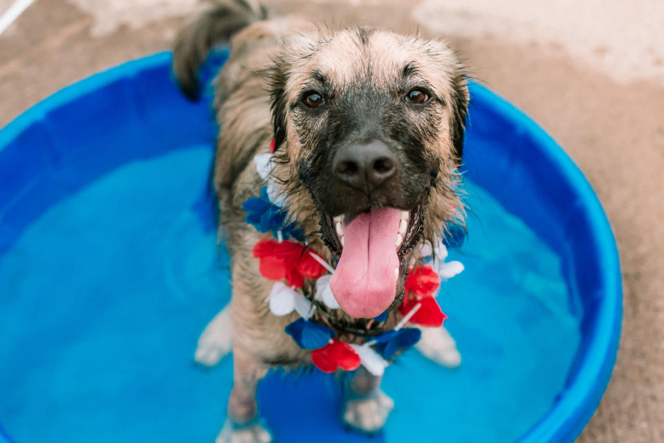 Happy puppy, cute puppy having fun. Cute dog panting with tongue out, wet dog outside. Mixed breed puppy wearing patriotic red, white, and blue lei at pool party. Conceptual image of cute pet, happy dog for Fourth of July, Independence Day, or Dog Days of Summer. Full length candid dog portrait.