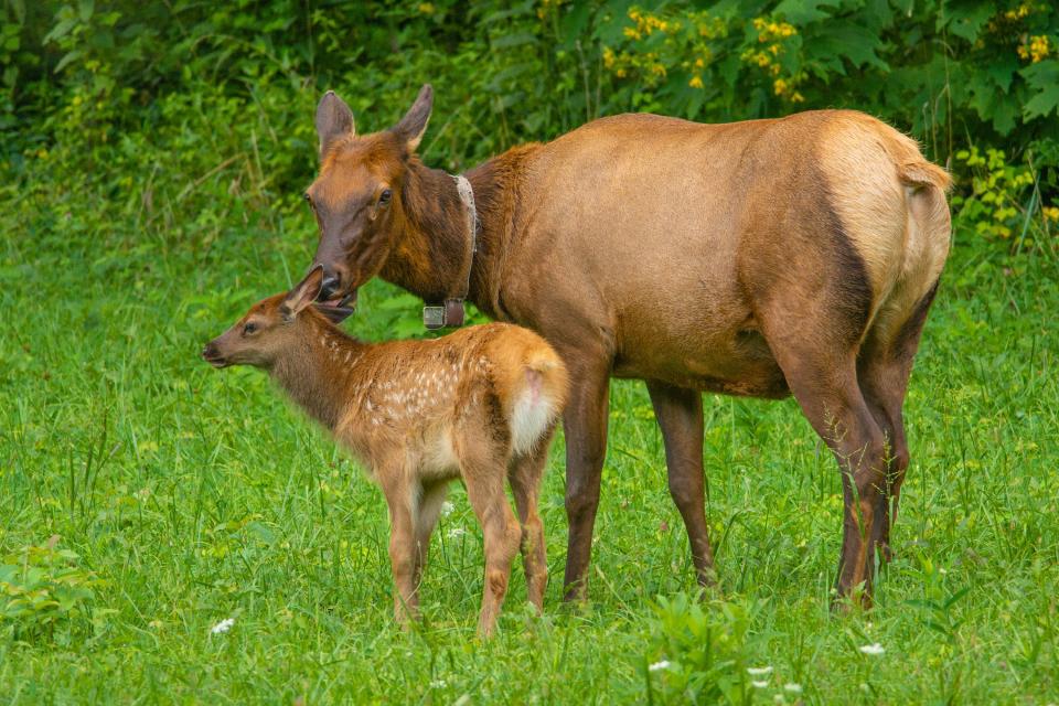 Newborn calves weigh about 35 pounds and can stand within minutes of birth, nursing for anywhere from one to seven months before transitioning to an adult diet.