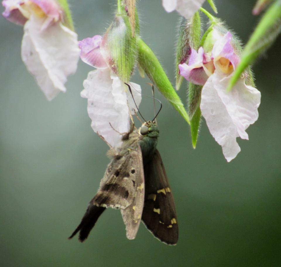 A long-tailed skipper drinks nectar from flowers of alligator flag.