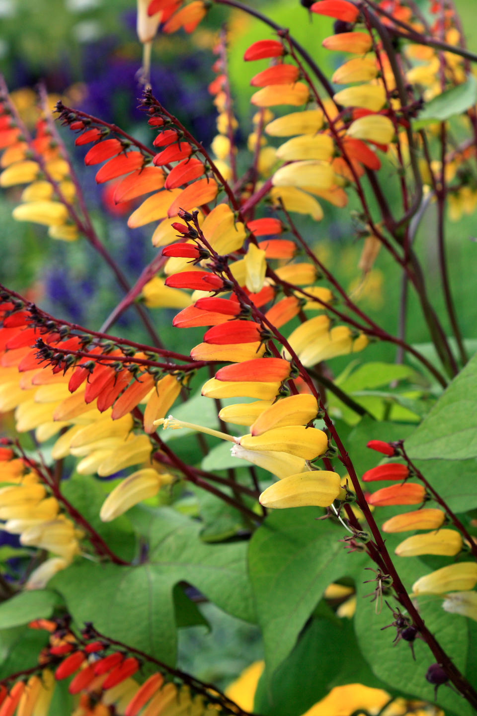 IPOMOEA LOBATA