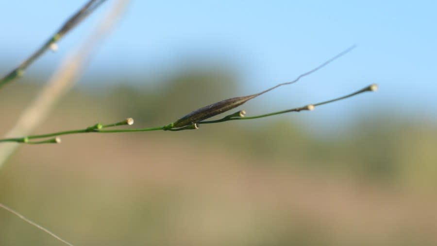 A single grain of manoomin grows on a lush, green stalk.