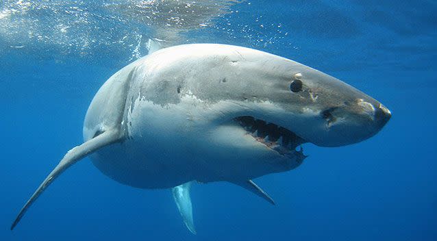 Watch out for bait balls or schools of fish, which are often followed by sharks looking for a meal. Source: 7 News