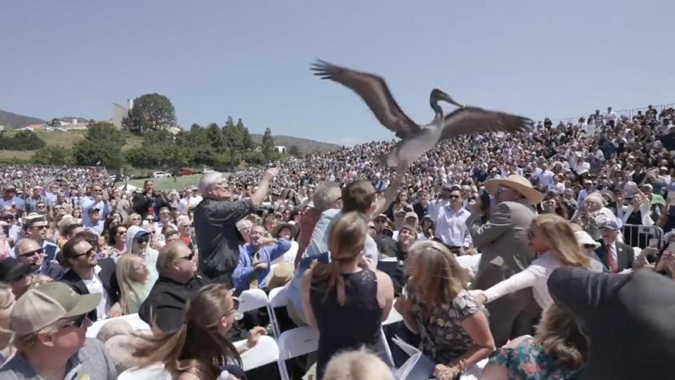 El evento se convirtió en un caos cuando los pelícanos descendieron sobre las cabezas de los invitados. Foto: Twitter.com/lopezdoriga
