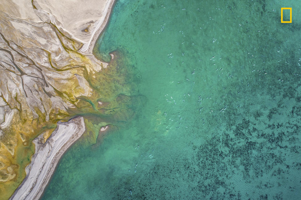 <p>“Every summer, a thousands of belugas come back in the shallow whater of Nunavut. The photo was taken during a wildlife reportage in Nunavut and Greenland during Summer 2017.” (<a rel="nofollow noopener" href="http://yourshot.nationalgeographic.com/profile/1191010/" target="_blank" data-ylk="slk:Florian Ledoux;elm:context_link;itc:0;sec:content-canvas" class="link ">Florian Ledoux</a> / National Geographic Nature Photographer of the Year contest) </p>