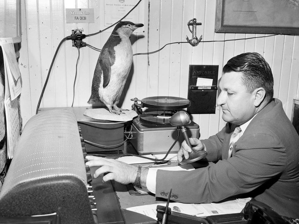 March 8, 1950: “No hillbilly fan, director Ham Hittson pipes a classical cantata over the Forest Park Zoo network.”