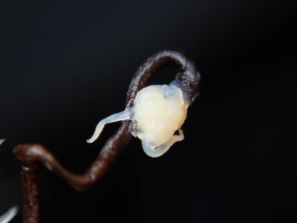 Una foto en primer plano del barbo con cuernos de pez dragón. Photo from Luciano Gomes Fischer