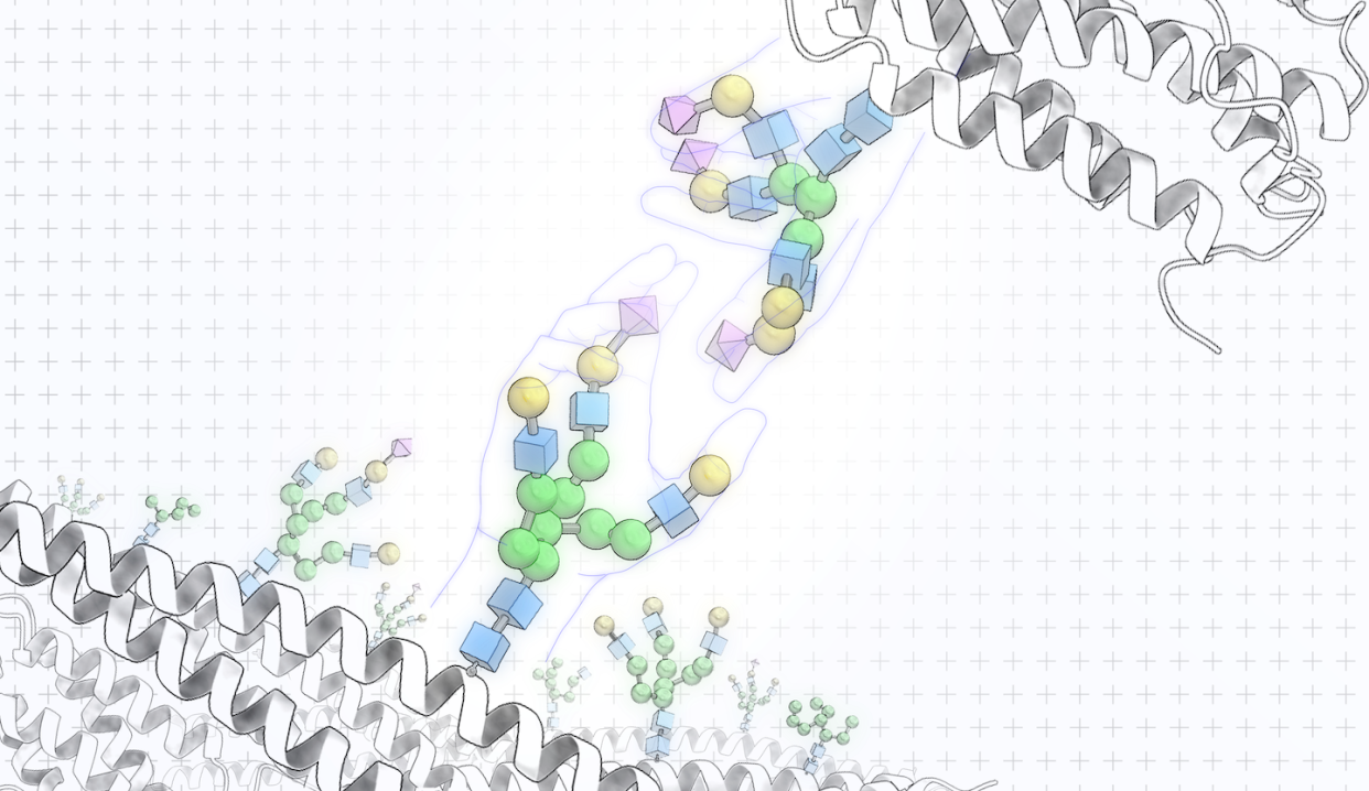 Handshakes between glycans are one way cells recognize each other. Kelvin Anggara, <a href="http://creativecommons.org/licenses/by/4.0/" rel="nofollow noopener" target="_blank" data-ylk="slk:CC BY;elm:context_link;itc:0;sec:content-canvas" class="link ">CC BY</a>