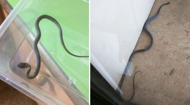 Many uploaded photos of snakes they found in their homes for Max to identify. Most were common tree snakes. Photo: Facebook